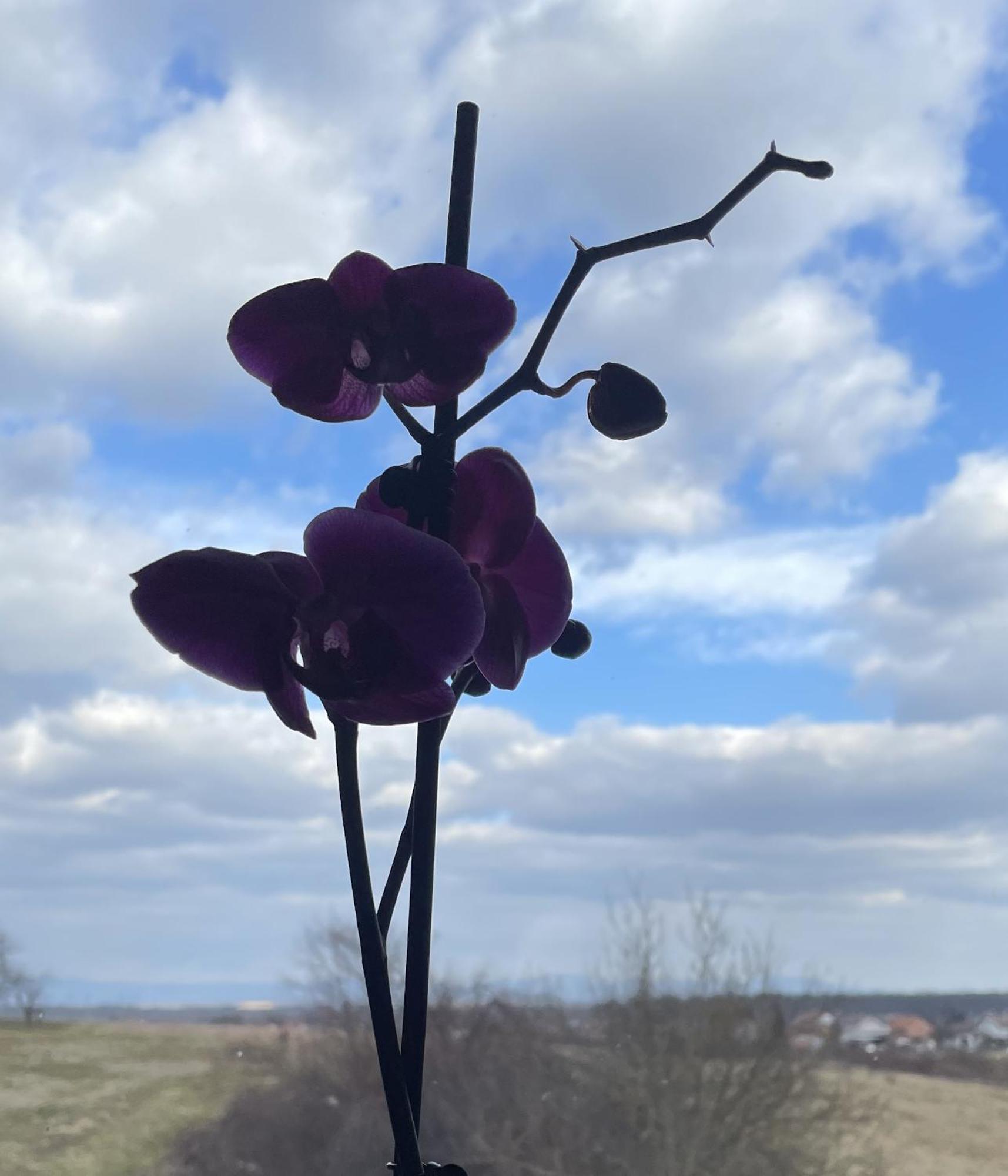Vila Milka - Balkon - Besplatan Parking - Samostalna Prijava Karlovac Bagian luar foto